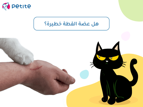 Is a cat bite dangerous