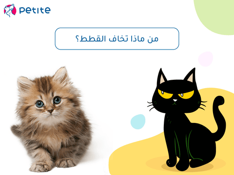 What are cats afraid of