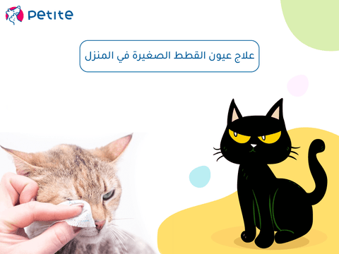 علاج عيون القطط الصغيرة ف المنزل