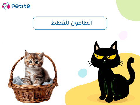 Plague disease in cats