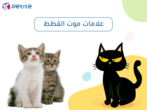 How to recognize the signs of death of cats A guide for owners