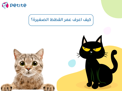 كيف اعرف عمر القطط الصغيرة