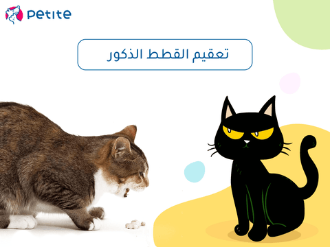 How to sterilize male cats