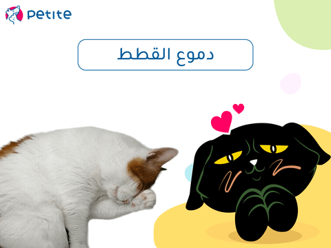 أهم أسباب دموع القطط