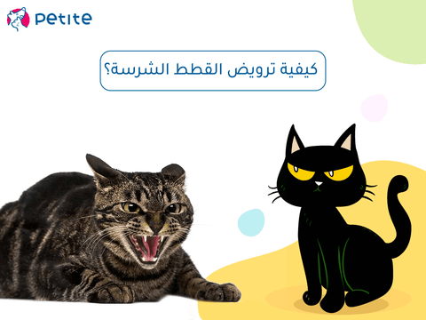 How to tame ferocious cats