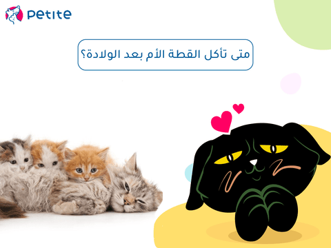 متى تأكل القطة الأم بعد الولادة