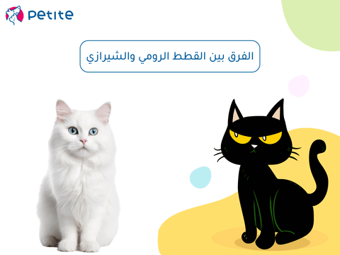 The difference between turkey and Persian cats