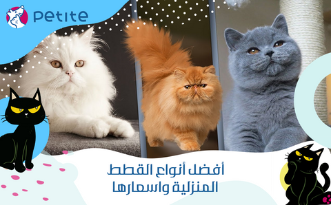 The best types of domestic cats and their prices