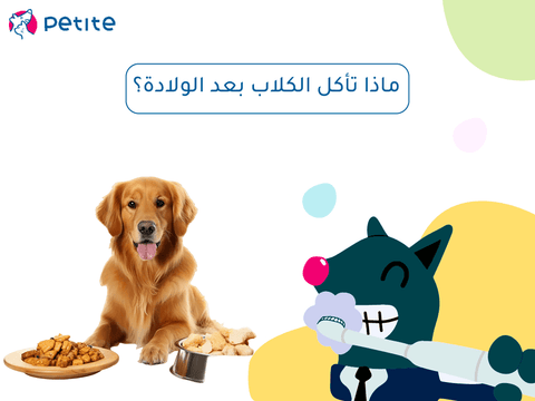ماذا تأكل الكلاب بعد الولادة