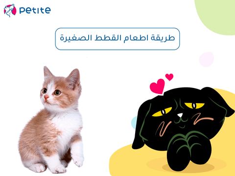 How to feed kittens