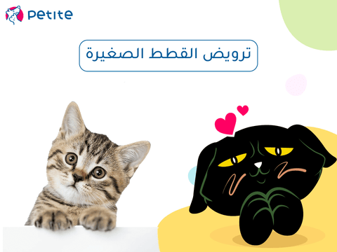 Your comprehensive guide to taming kittens: How to make them your friend from day one