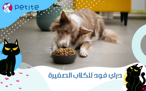 The best dry food for small dogs