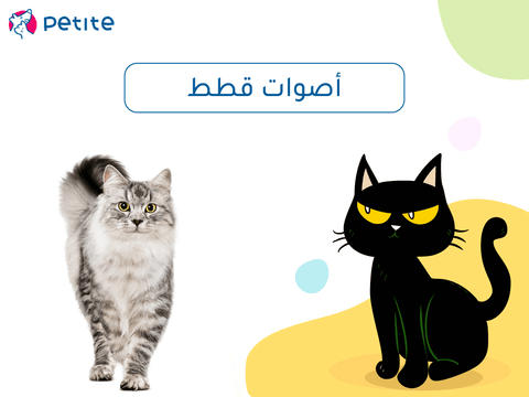 أصوات قطط