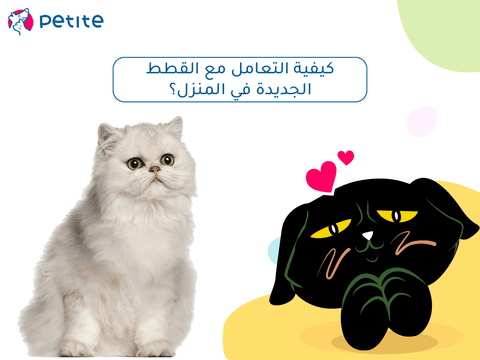 Simple steps to deal with new cats at home: from welcoming to adapting