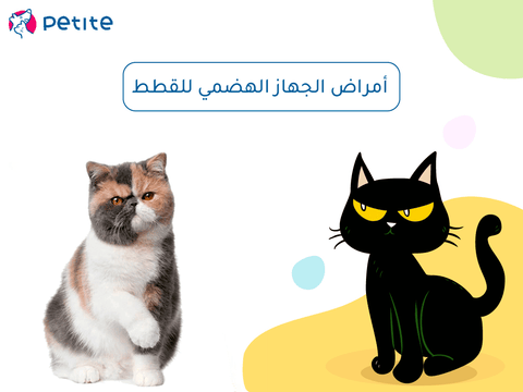 Diseases of the digestive system of cats and treatment methods