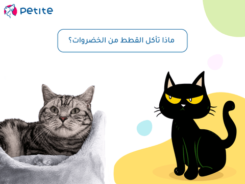 ماذا تأكل القطط من الخضروات