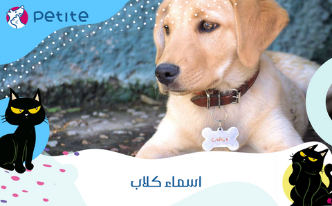 Suggestions for the names of male and female dogs in different languages