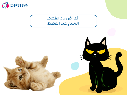 Causes and symptoms of colds and colds in cats and treatment methods