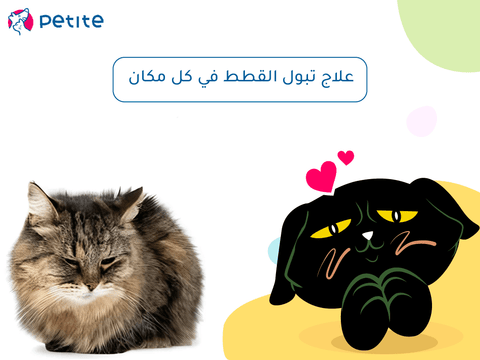Causes and treatment of cats urinating everywhere