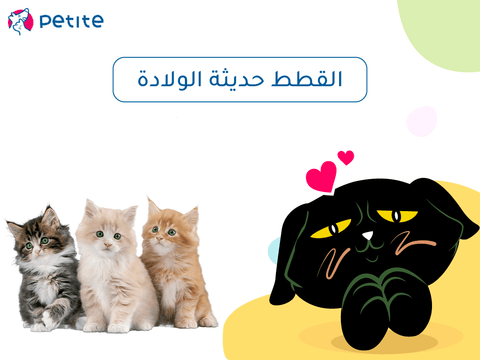 How to deal with newborn kittens
