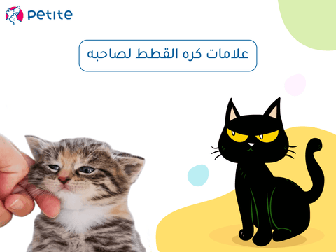 Signs of a cat's dislike for its owner: what to do if you feel that your cat is not loved