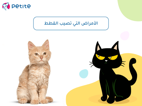What diseases affect cats and signs of cat disease
