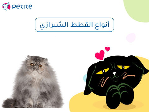 Types of Persian cats
