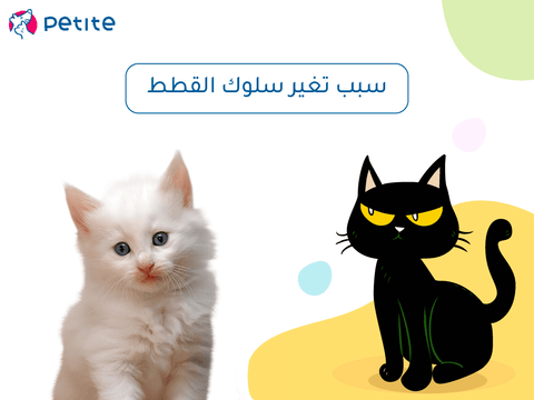 The reason for the change of behavior of cats and sudden violence