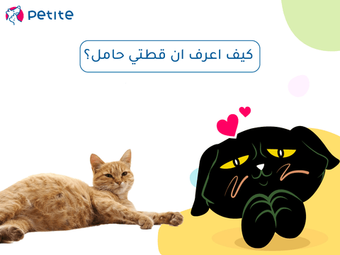 كيف اعرف ان قطتي حامل