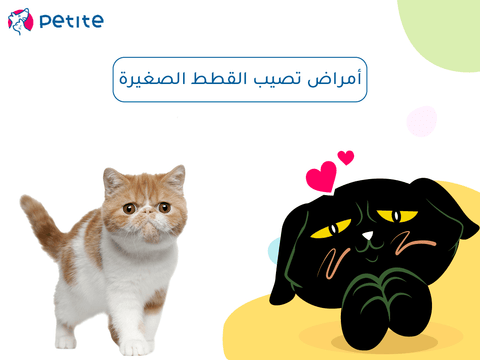 Diseases that affect kittens, watch out for them
