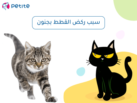 سبب ركض القطط بجنون