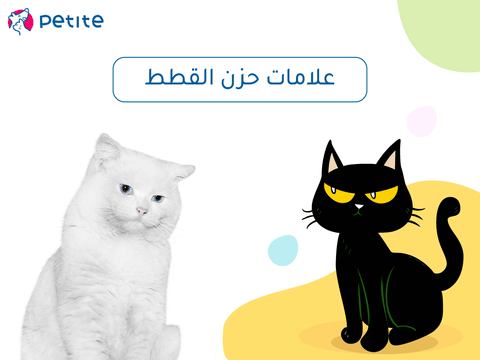 Signs of feline sadness: what to pay attention to and how to help