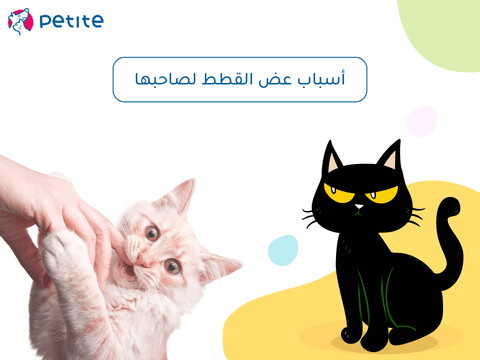 Reasons why cats bite their owner