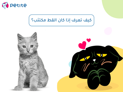 The psychological state of cats: How to know if a cat is depressed