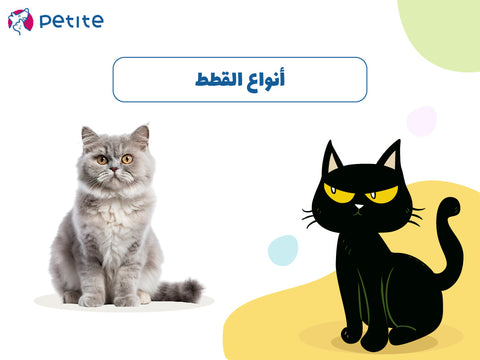 أنواع القطط