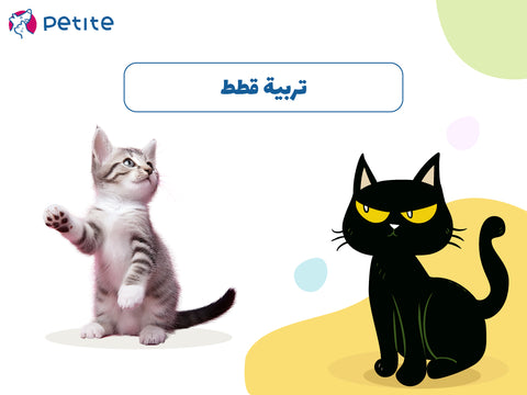 تربية قطط