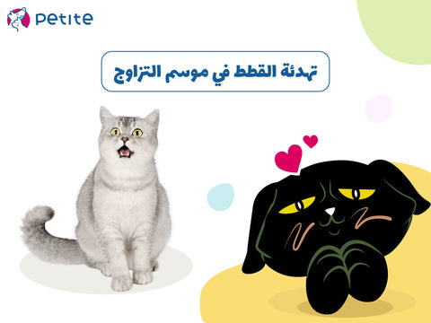 تهدئة القطط في موسم التزاوج