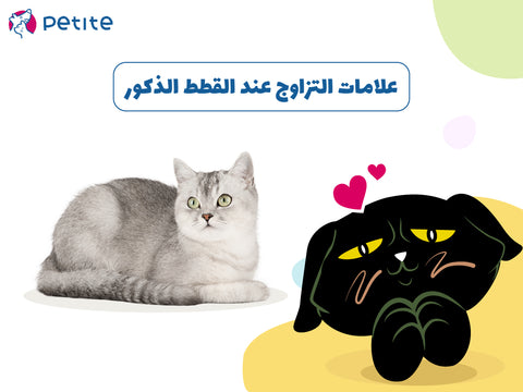 علامات التزاوج عند القطط الذكور