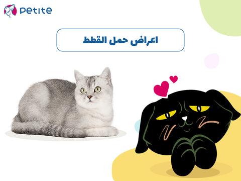 اعراض حمل القطط