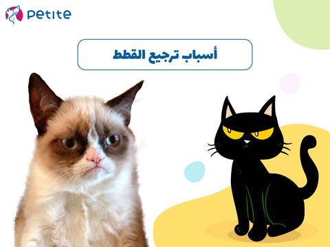أسباب ترجيع القطط