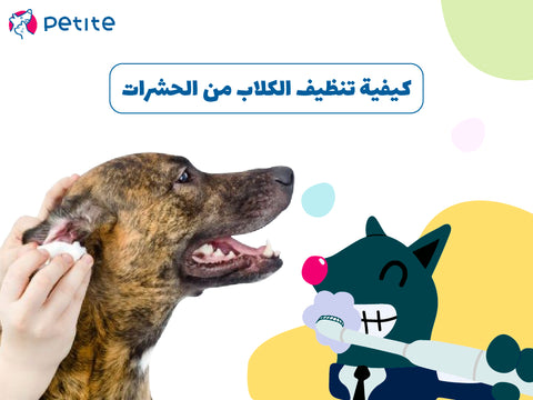 كيفية تنظيف الكلاب من الحشرات