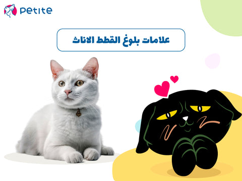 ما هي علامات بلوغ القطط الاناث