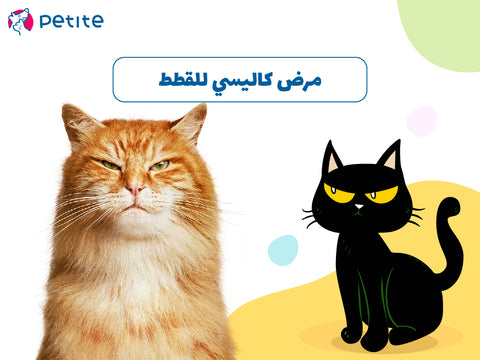 مرض كاليسي للقطط