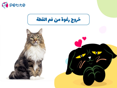 خروج رغوة من فم القطة