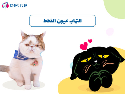 أسباب التهاب عيون القطط وأفضل طرق العلاج