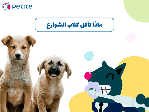 ماذا تأكل كلاب الشوارع