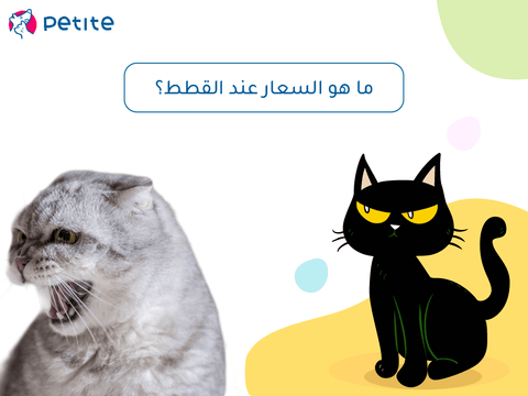What is rabies in cats and its most important symptoms