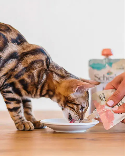 شيزر طعام رطب للقطط الصغيرة عصار كريمة الدجاج 150 جرام