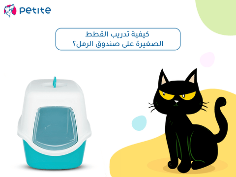 How to Train Cat to Use Litter Box: Easy Steps for Success