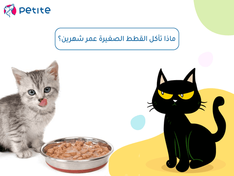 What do kittens two months old eat